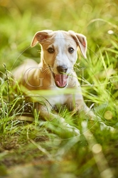 117030 Whippet, Welpe