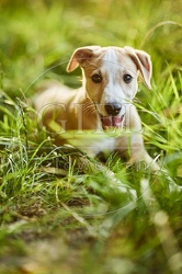 117031 Whippet, Welpe