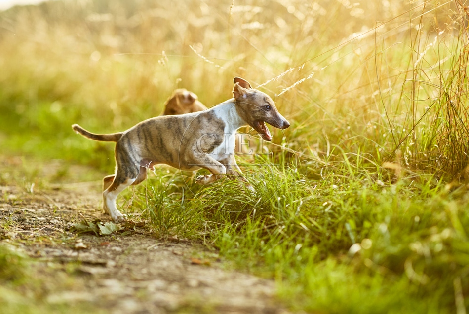 117032 Whippet, Welpe