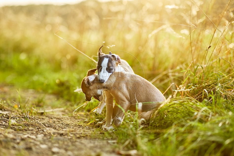 117033 Whippet, Welpe