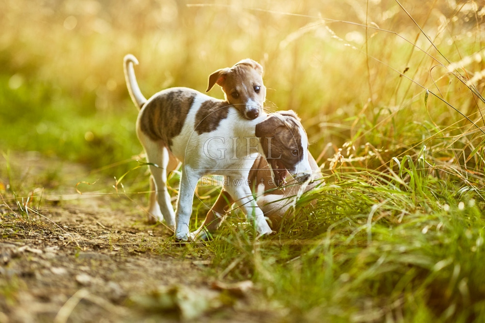 117034 Whippet, Welpe