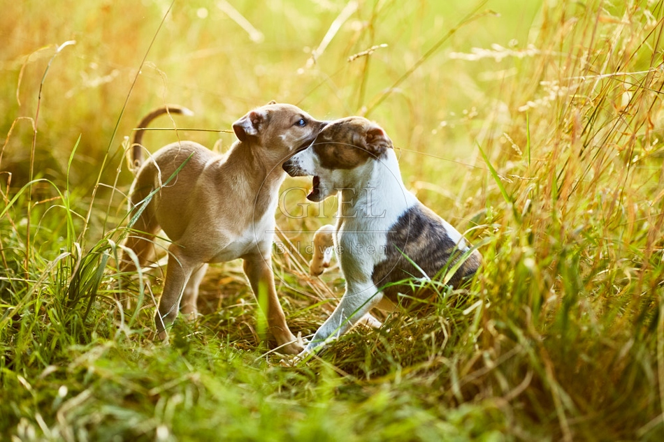 117035 Whippet, Welpe