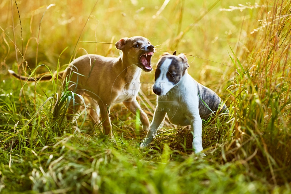 117036 Whippet, Welpe