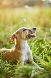 117037 Whippet, Welpe