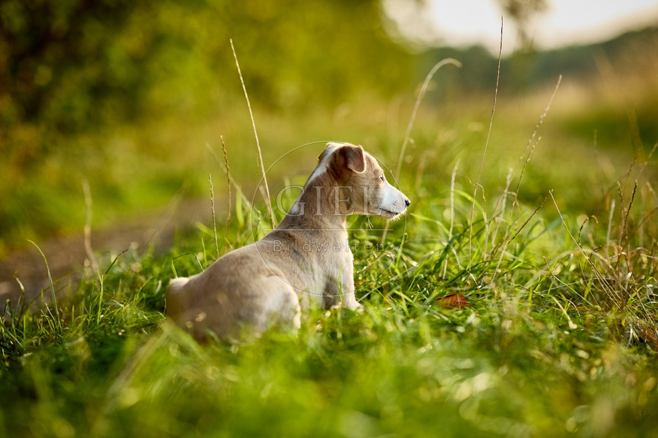 117038 Whippet, Welpe