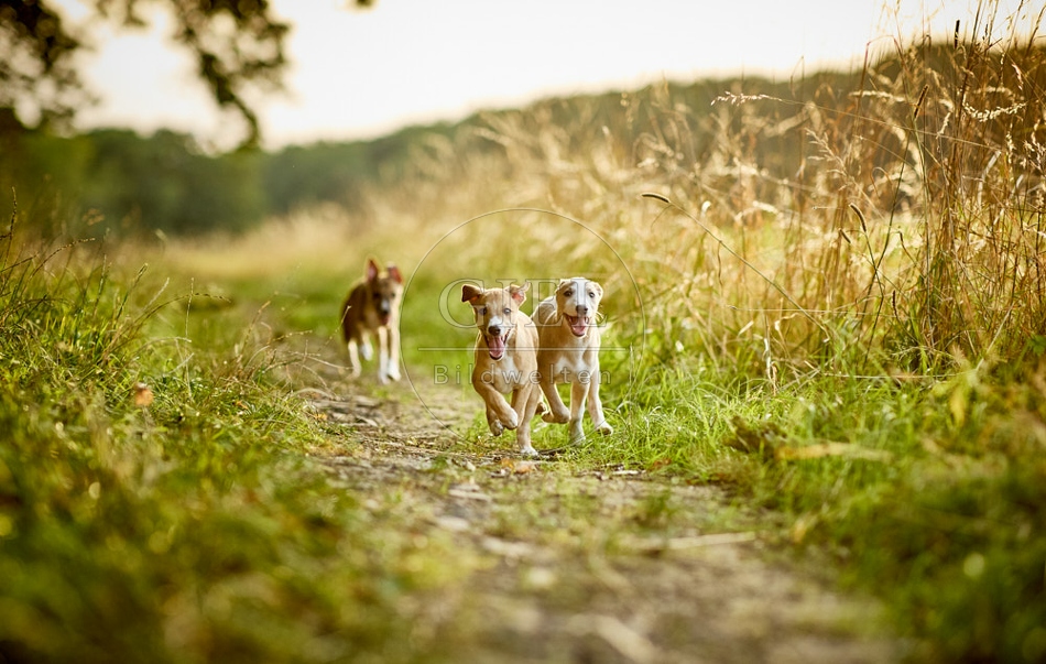 117039 Whippet, Welpe