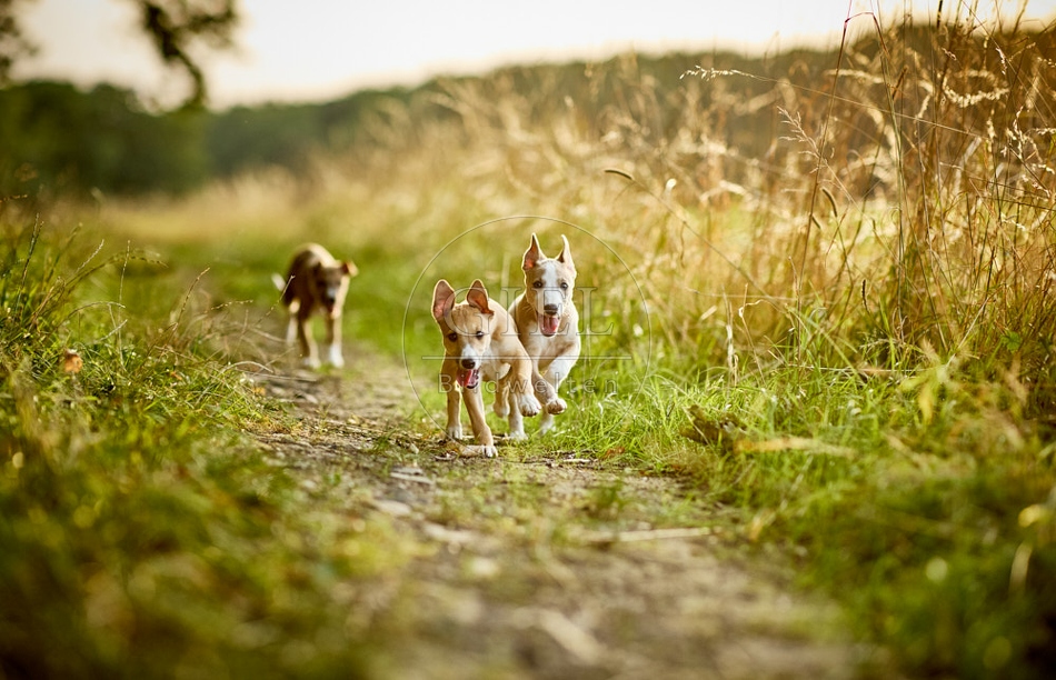 117040 Whippet, Welpe