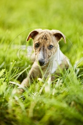 117041 Whippet, Welpe