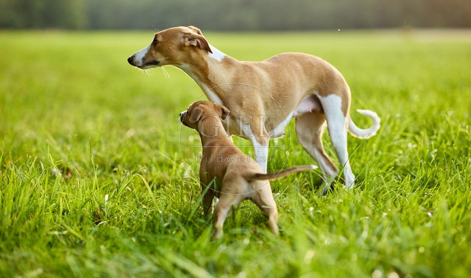 117042 Whippet, Welpe und Hündin