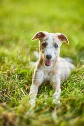 117043 Whippet, Welpe