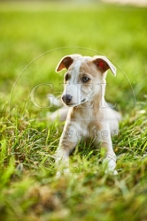 117044 Whippet, Welpe