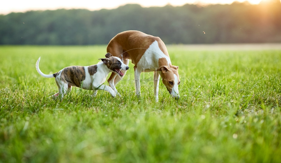 117045 Whippet, Welpe und Hündin