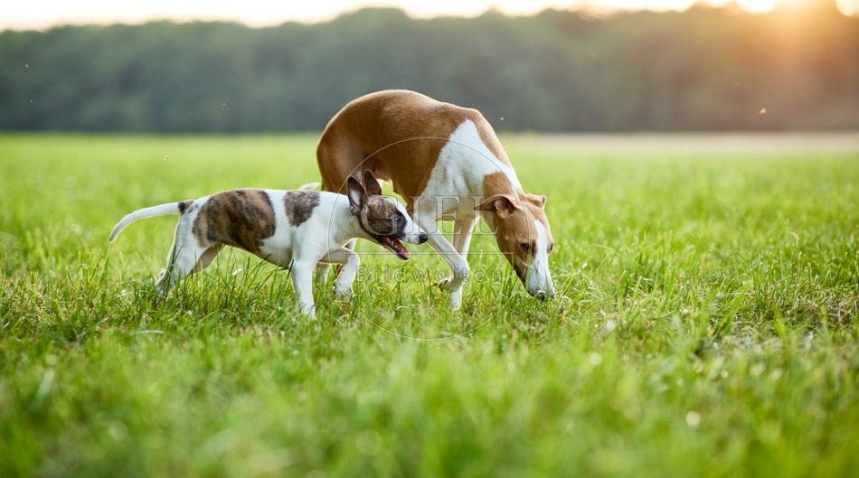 117046 Whippet, Welpe und Hündin