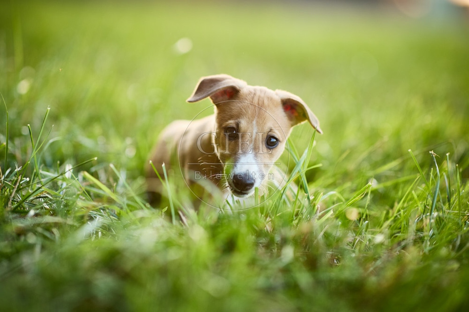 117048 Whippet, Welpe