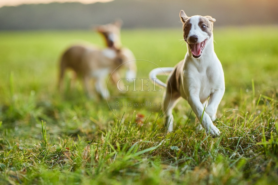 117049 Whippet, Welpe