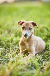 117050 Whippet, Welpe