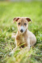 117051 Whippet, Welpe