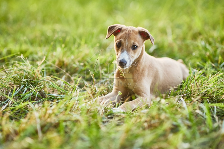 117052 Whippet, Welpe