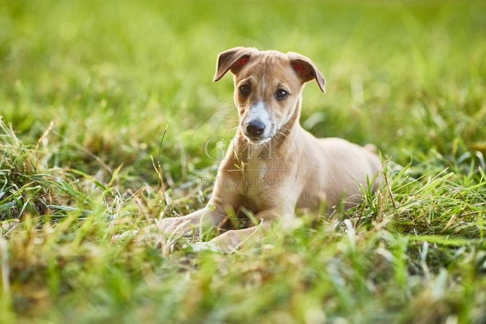 117053 Whippet, Welpe