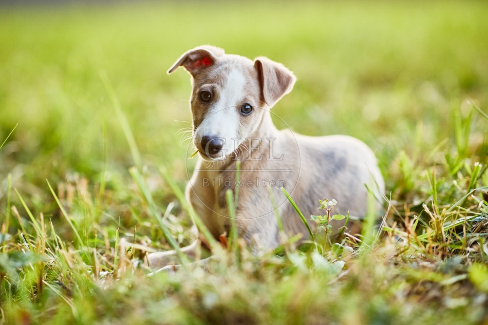117054 Whippet, Welpe