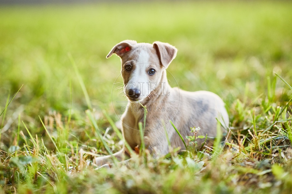 117055 Whippet, Welpe