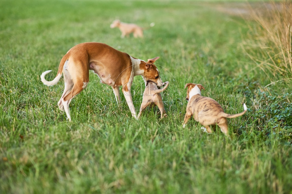 117056 Whippet, Hündin mit Welpe
