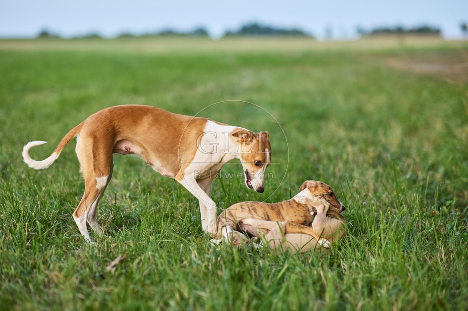 117057 Whippet, Hündin mit Welpe