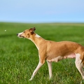 117059 Whippet