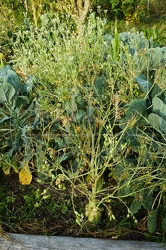 117061 Blühender Rettich, gesamte Pflanze