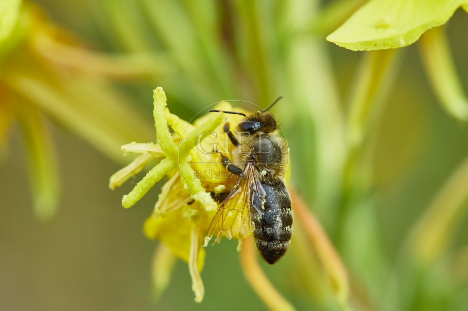 117062 Honigbiene an Blüten der Nachtkerze
