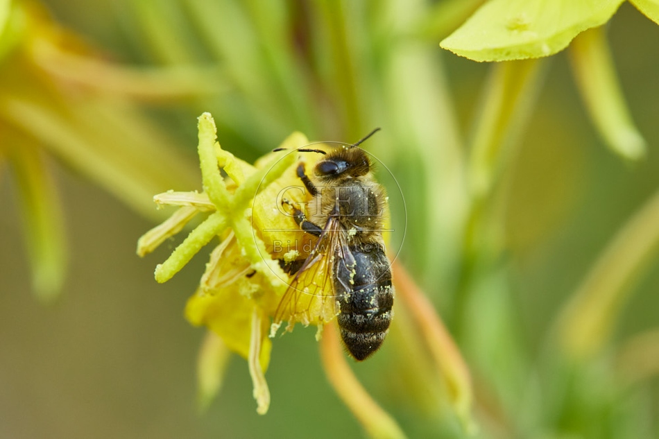 117063 Honigbiene an Blüten der Nachtkerze