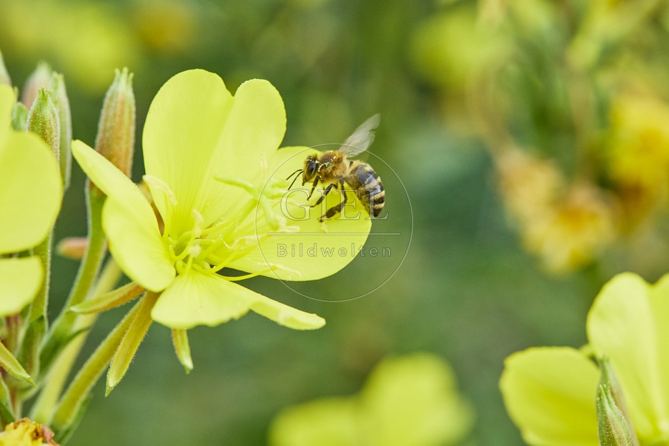 117064 Honigbiene an Blüten der Nachtkerze