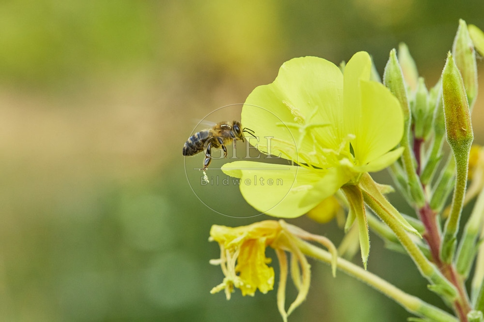 117065 Honigbiene an Blüten der Nachtkerze
