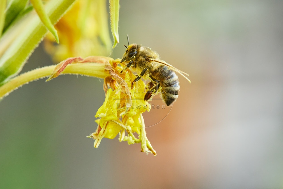 117066 Honigbiene an Blüten der Nachtkerze