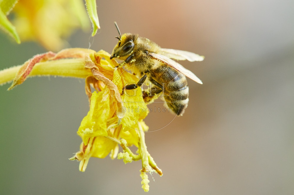 117067 Honigbiene an Blüten der Nachtkerze