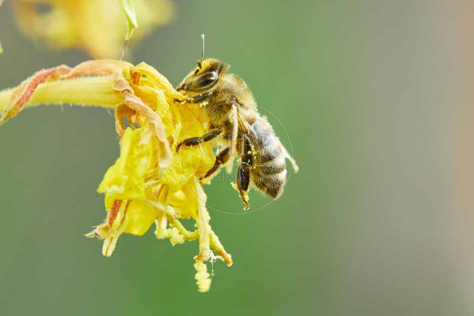 117068 Honigbiene an Blüten der Nachtkerze