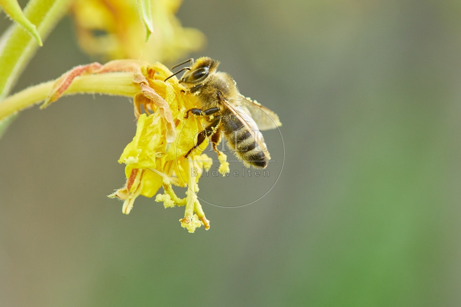 117069 Honigbiene an Blüten der Nachtkerze