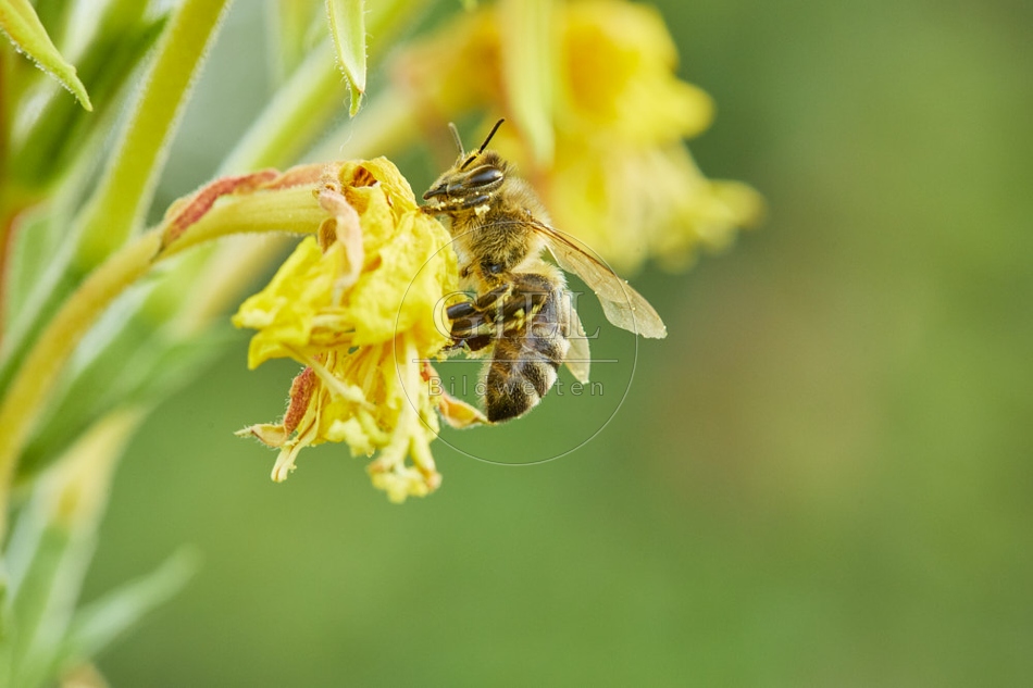 117070 Honigbiene an Blüten der Nachtkerze
