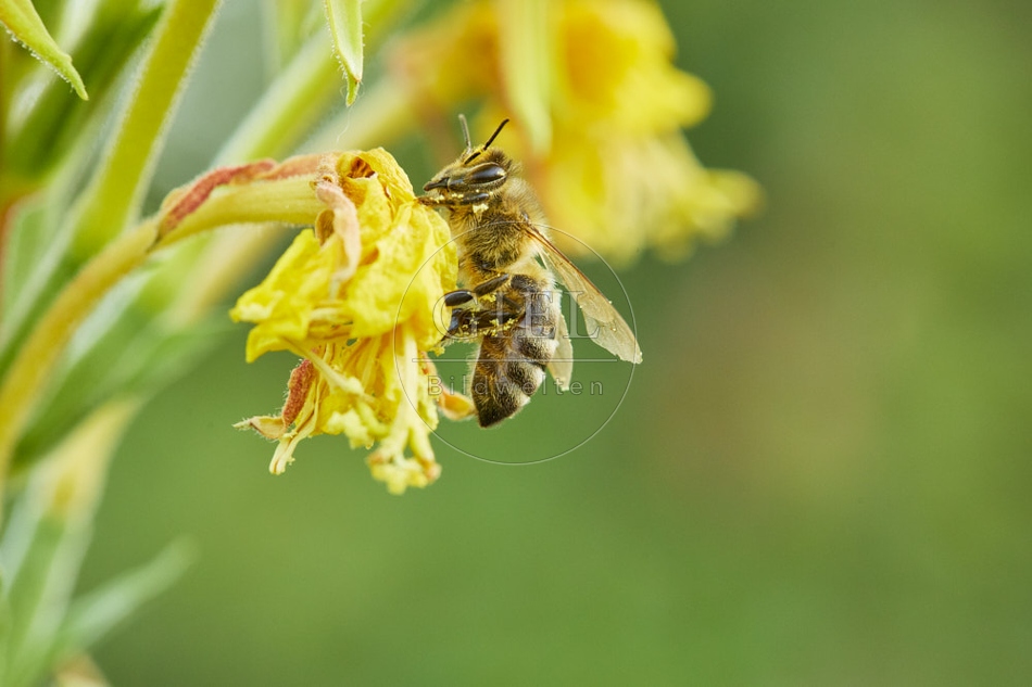 117071 Honigbiene an Blüten der Nachtkerze