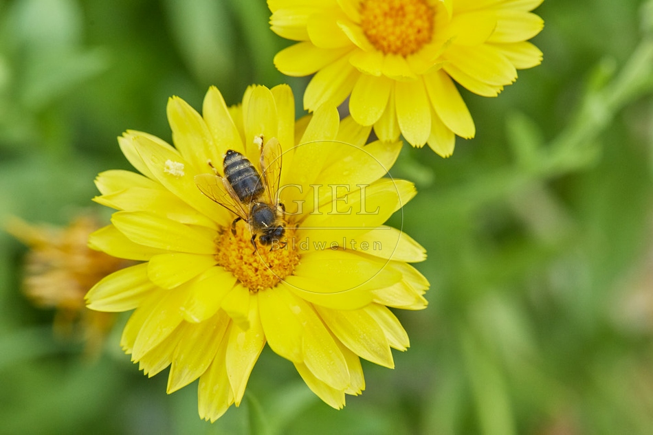 117072 Honigbiene an Blüten der Ringelblume