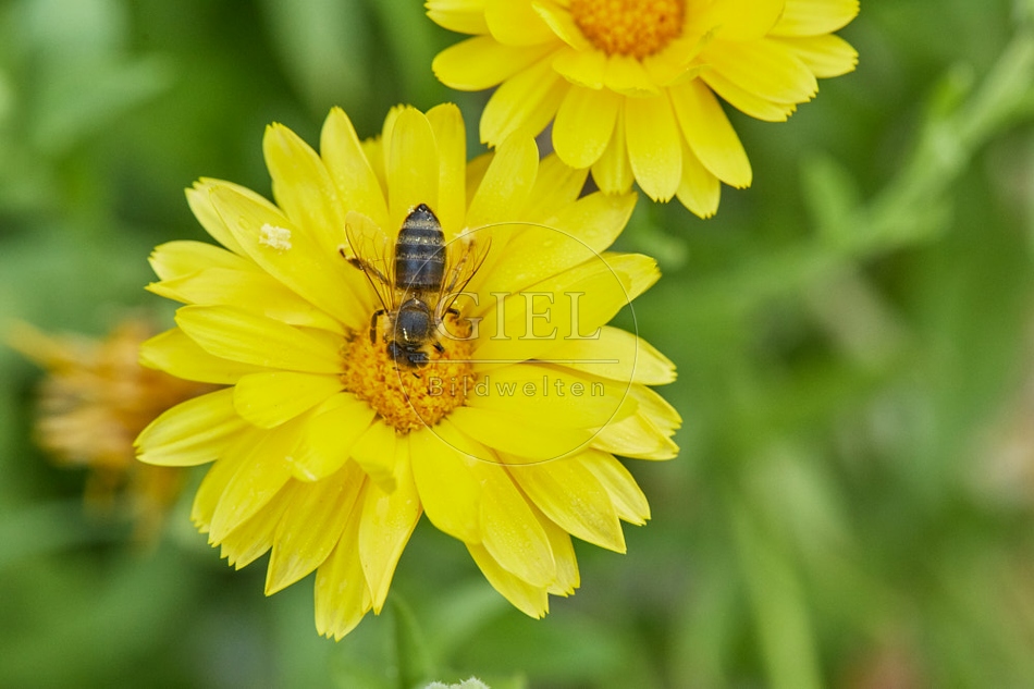 117073 Honigbiene an Blüten der Ringelblume