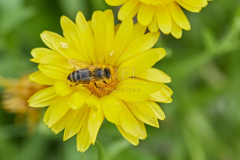 117074 Honigbiene an Blüten der Ringelblume