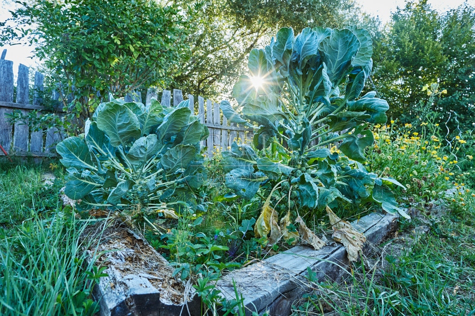 117087 Rosenkohl im Garten