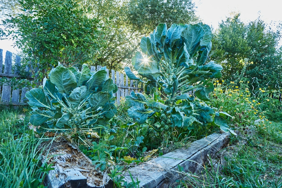 117088 Rosenkohl im Garten