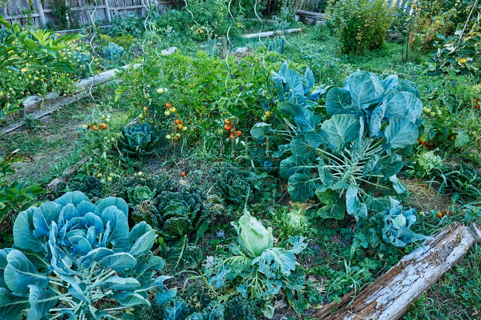 117089 Gemüsebeet mit Rosenkohl, Wirsing, Tomaten
