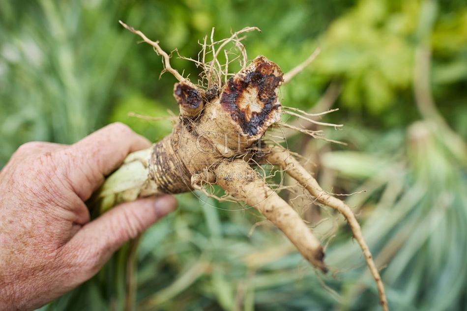 117098 Haferwurzel, geerntet