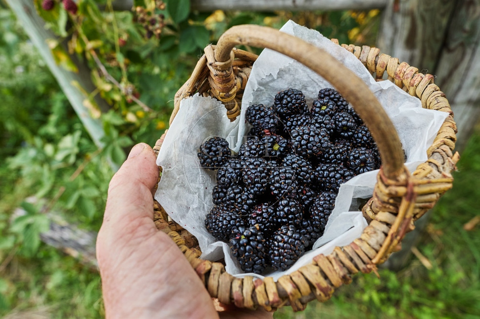 117099 Geerntete Brombeeren