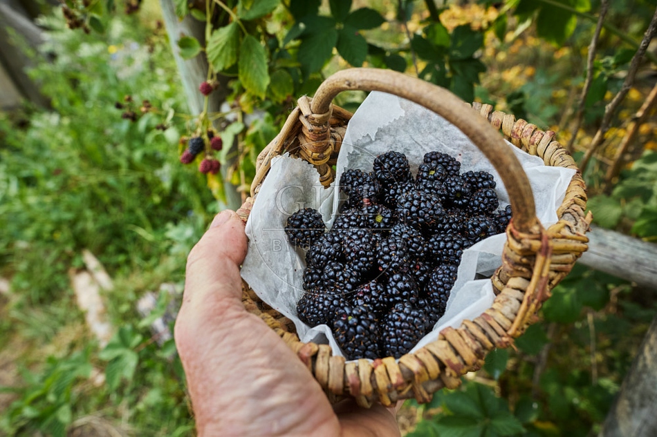 117100 Geerntete Brombeeren