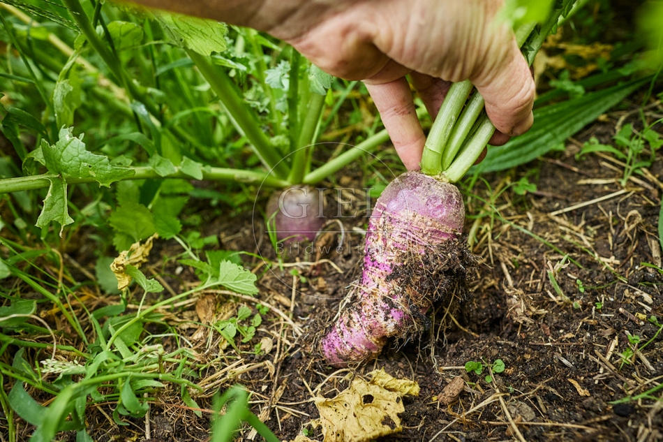 117102 Rettich im Garten