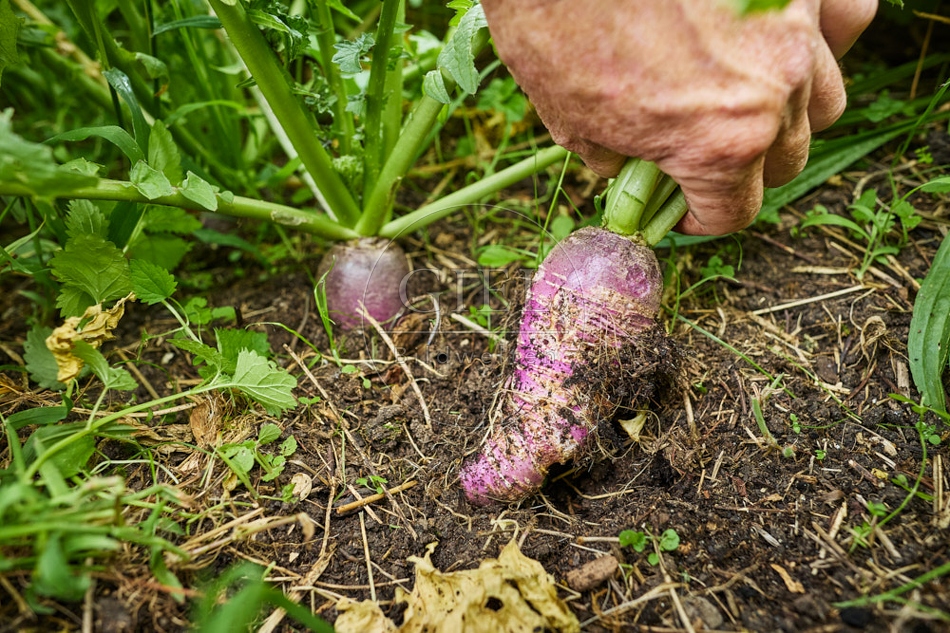 117103 Rettich im Garten